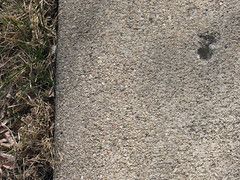 concrete sidewalk with the same missing chip now in the upper-right corner and with a strip of grass on the left