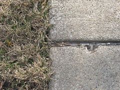a strip of grass on the left and the separation point between two slabs of concrete sidewalk