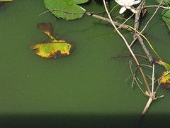 green pond water, green and yellow leaves, twigs