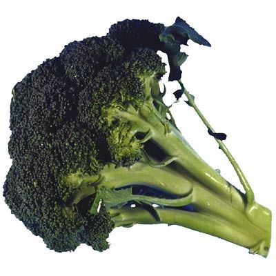 a piece of broccoli
