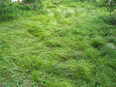 waves of green grass