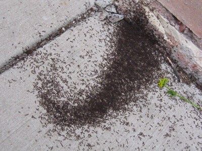 ants swarming on concrete in what appears to be a Fibonacci spiral