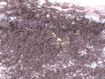 the same ants as above, but from an angle that ignores the spiral and attempts to focus on individuals and fails