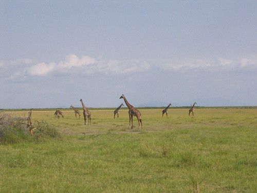 giraffes at Lake Manyara