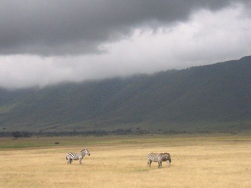 zebras in Ngorongoro