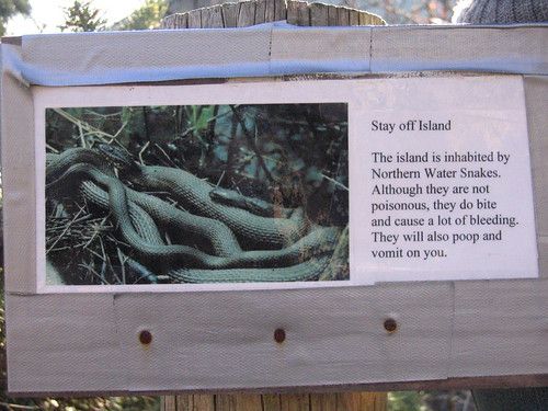 northern water snakes