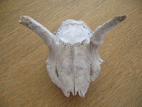 fawn skull full front