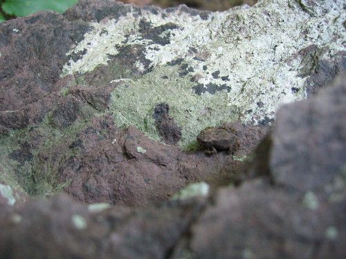 Baby Frog - 2