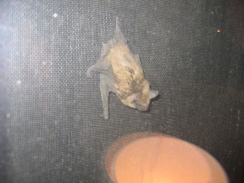 4am bat
