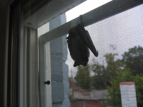 8am bat