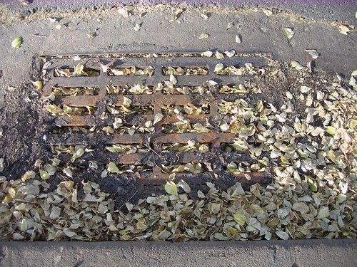 the leaf-filled sewer grate @ asbury & franklin 3