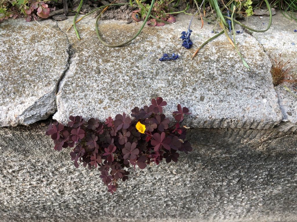 out of a crack in a stone wall peaks some dark red clover with one yellow flower