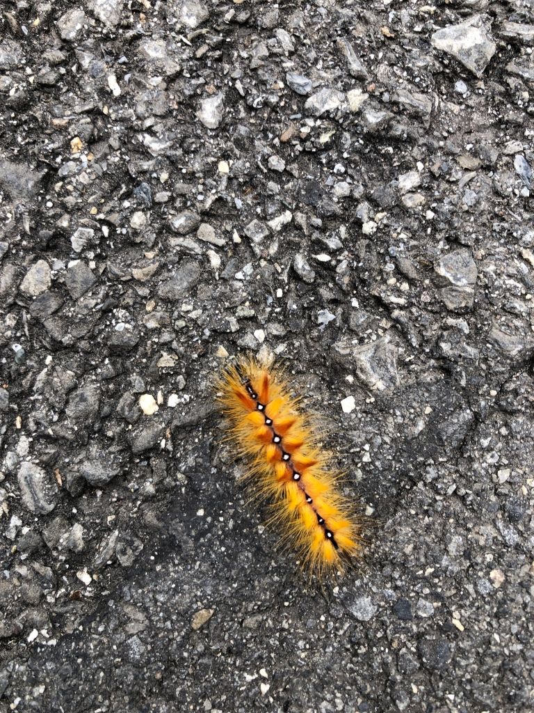 a hairy, yellow and brown caterpillar with a black strip with white spots down the middle of its back; the caterpillar against a black (almost at times silver), asphalt background